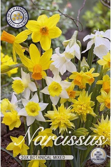 Narcissus Botanical Mix 20-pakning